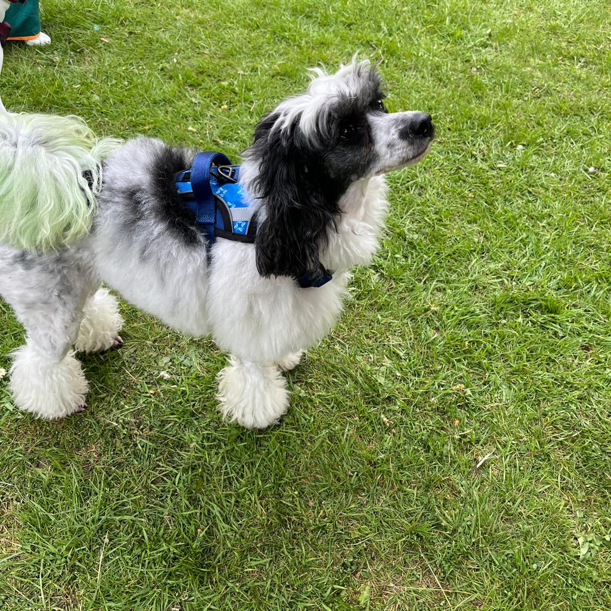 Small black and white dog wearing a blue harness on a grassy field