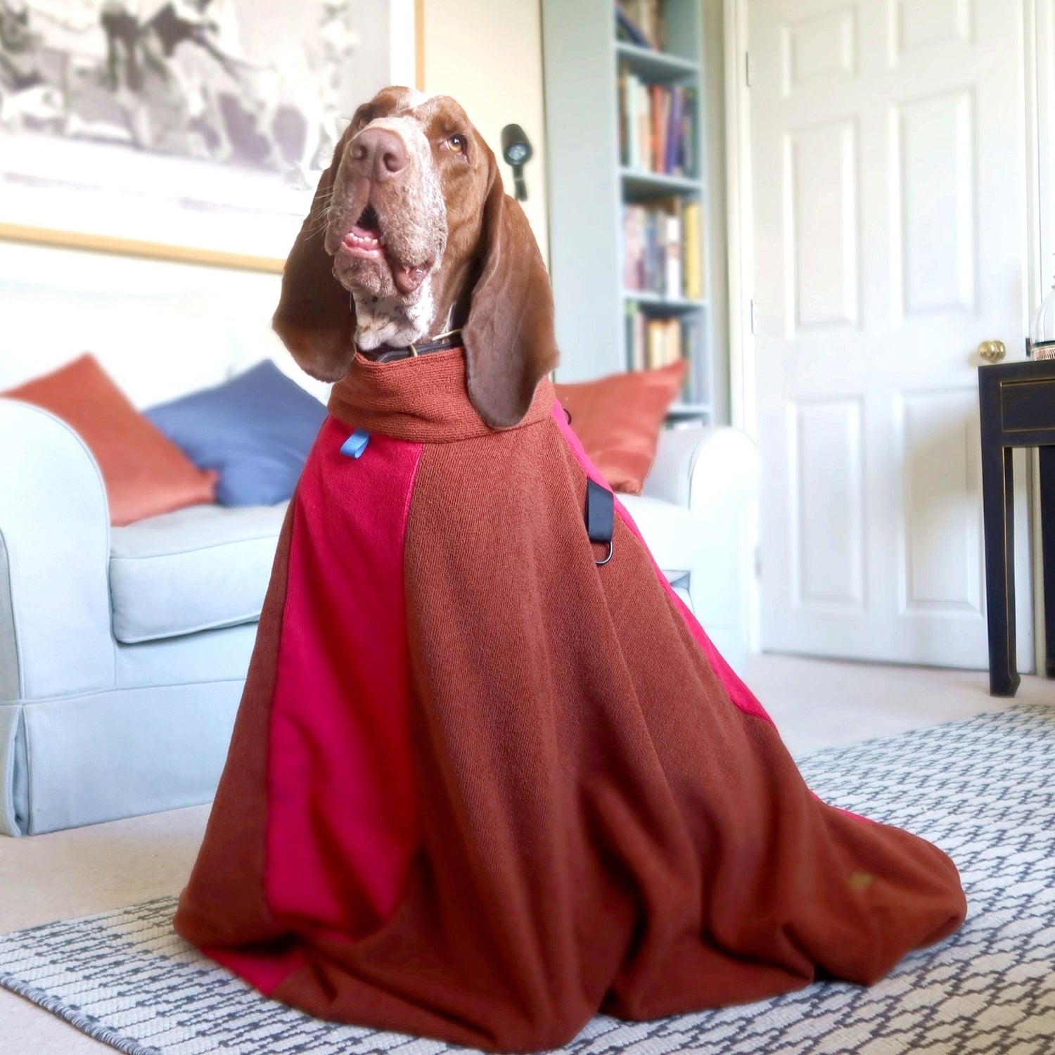 A German Shorthaired Pointer in a dog towel bag sitting in living room