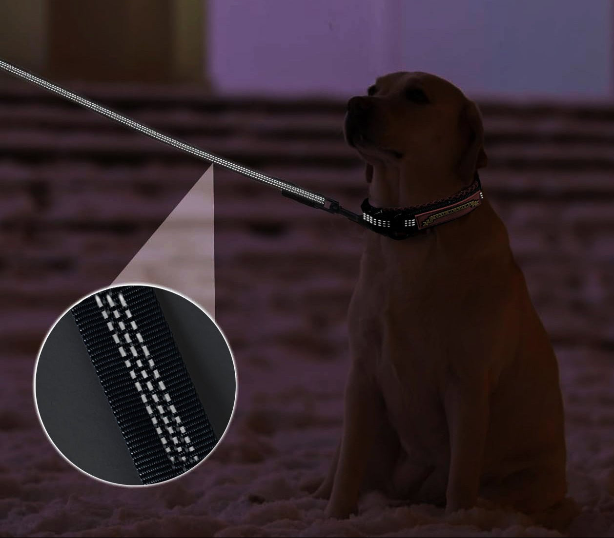 A Labrador Retriever with the collar and training lead on, highlighted with the reflective strap feature