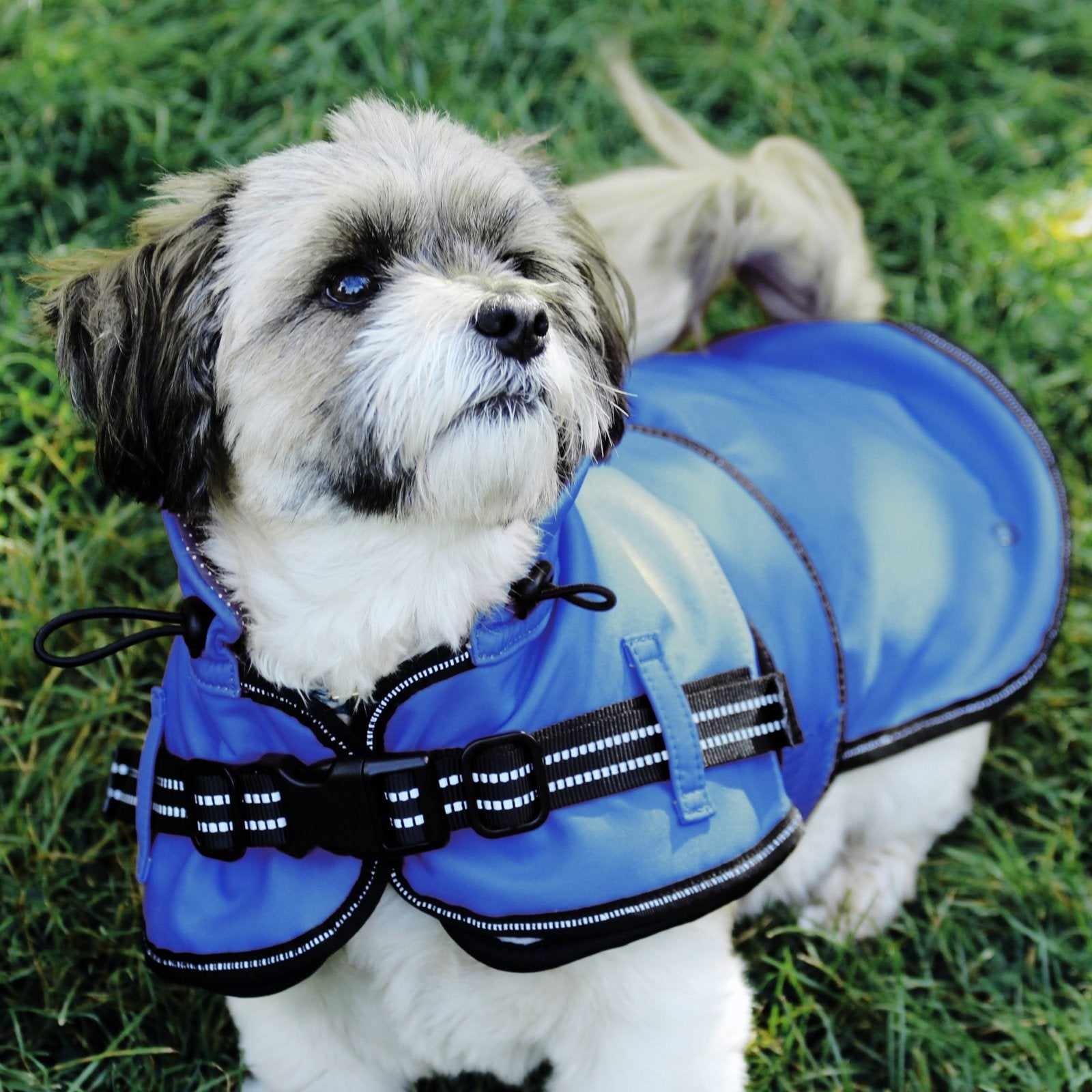Mix breed medium dog is wearing a blue dog jacket