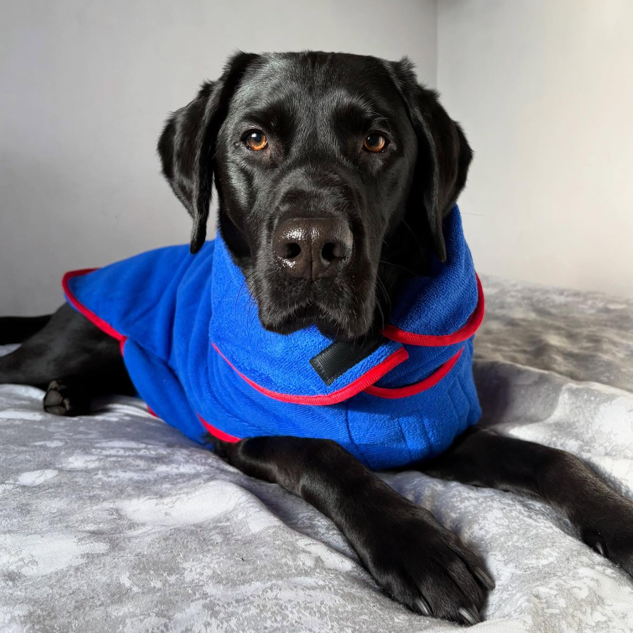 blue drying coat on lack lab