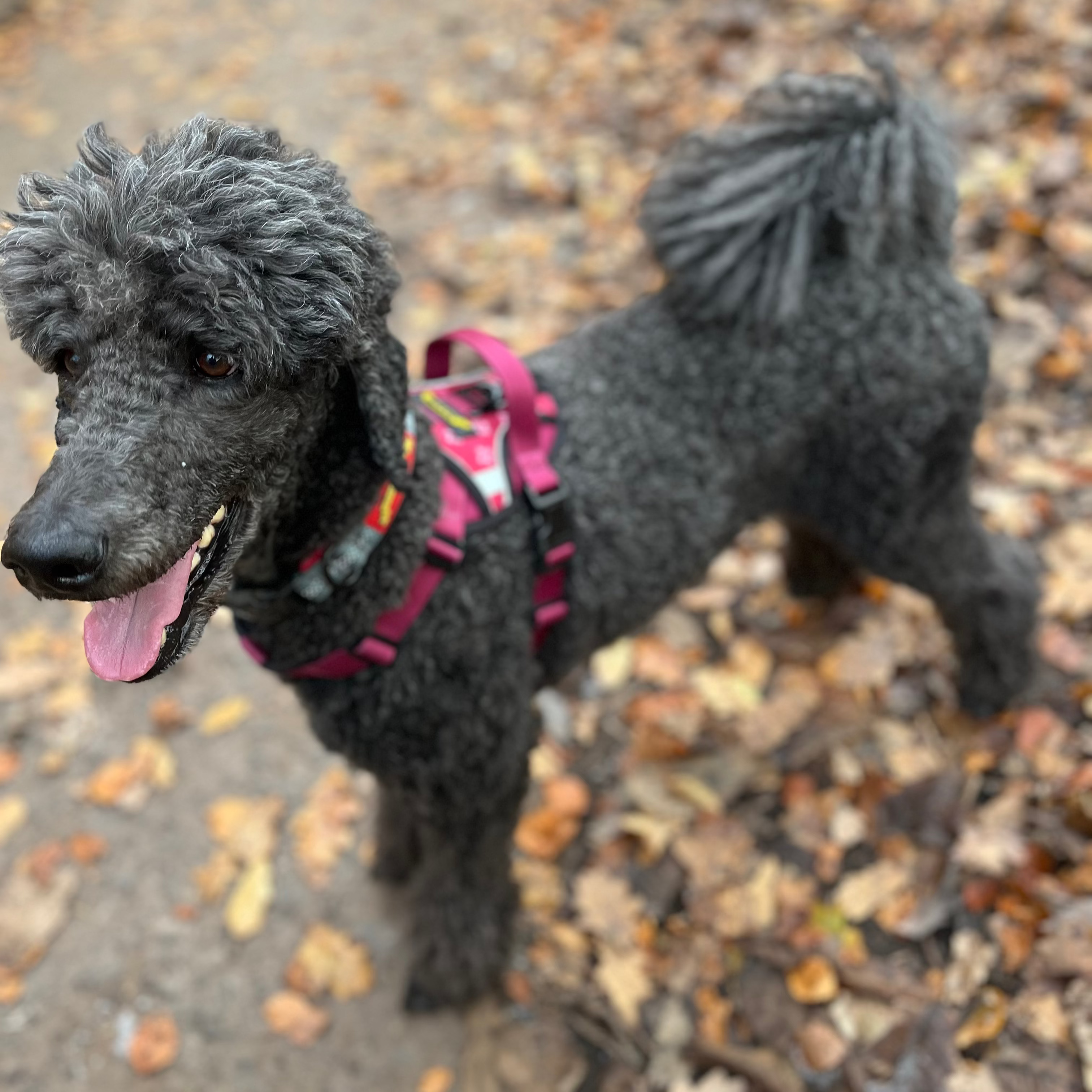 no pull harness large dog