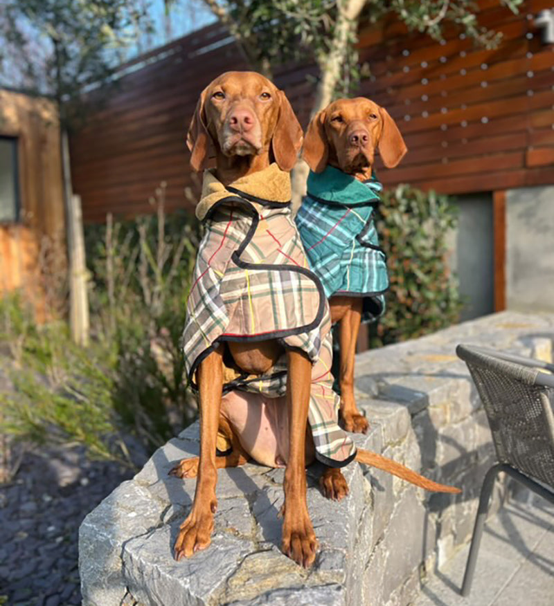 tartan dog drying coats on two labrador