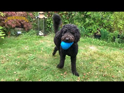 Demonstration how the dog enjoy and play with the natural rubber chew toy