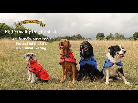 How to put on the all season dog raincoats on a Labrador retriever