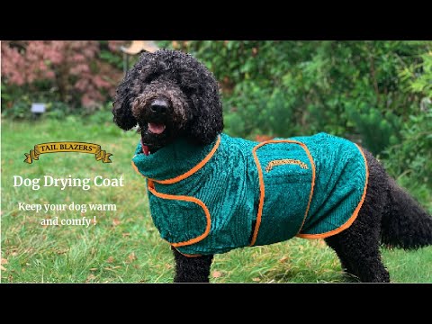 Owner and his Labradoodle dog demonstrates how to easily put on the dog drying robe