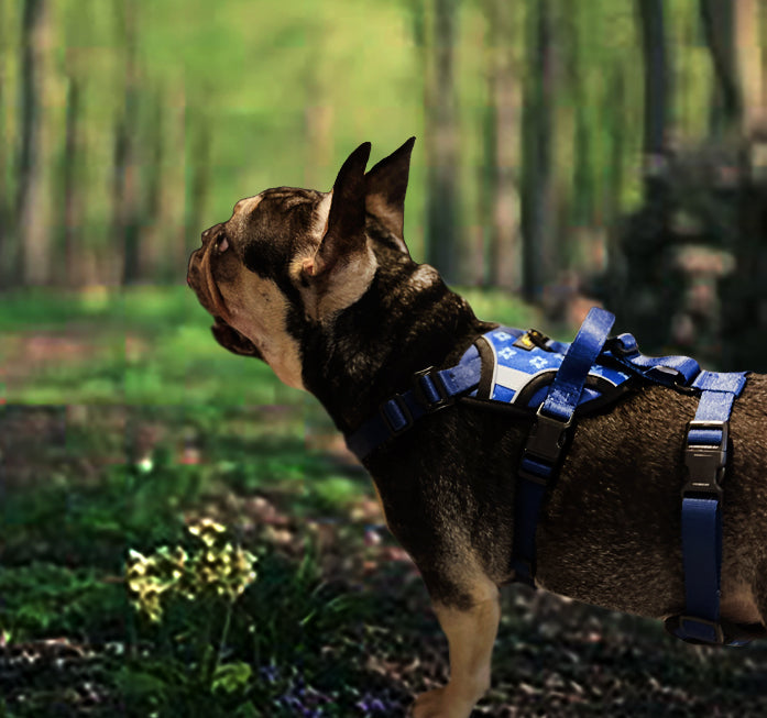 COMING SOON. Adjustable Dog Harness