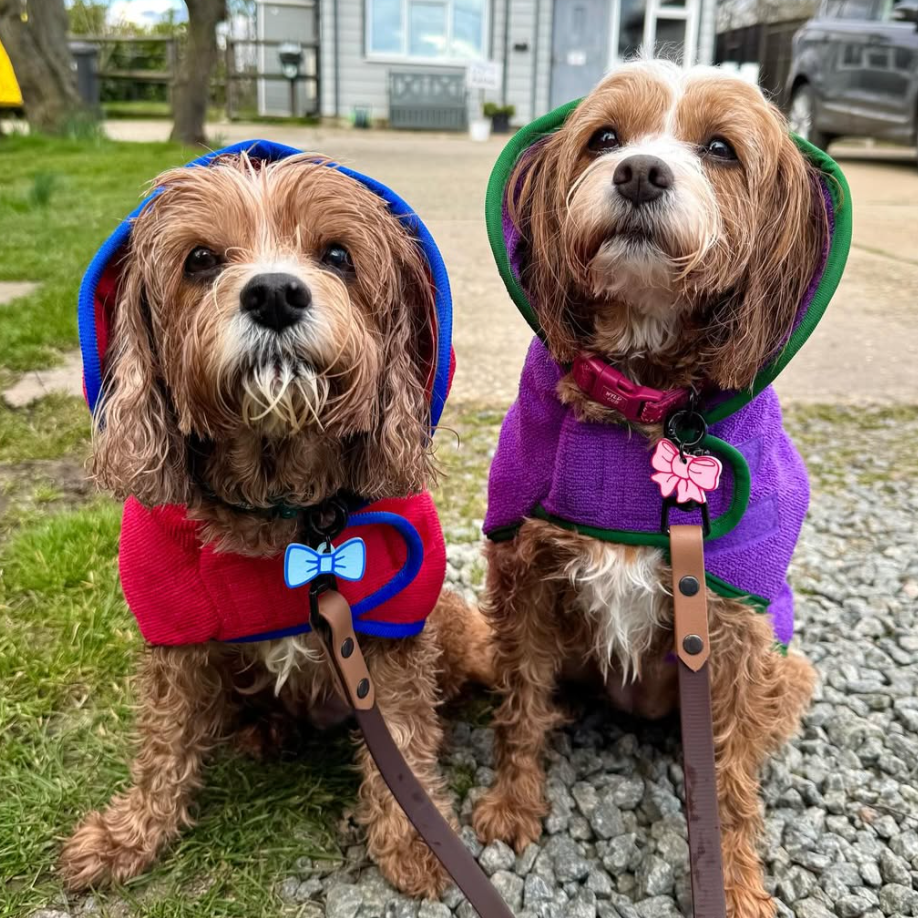 cavapoo with dog towel