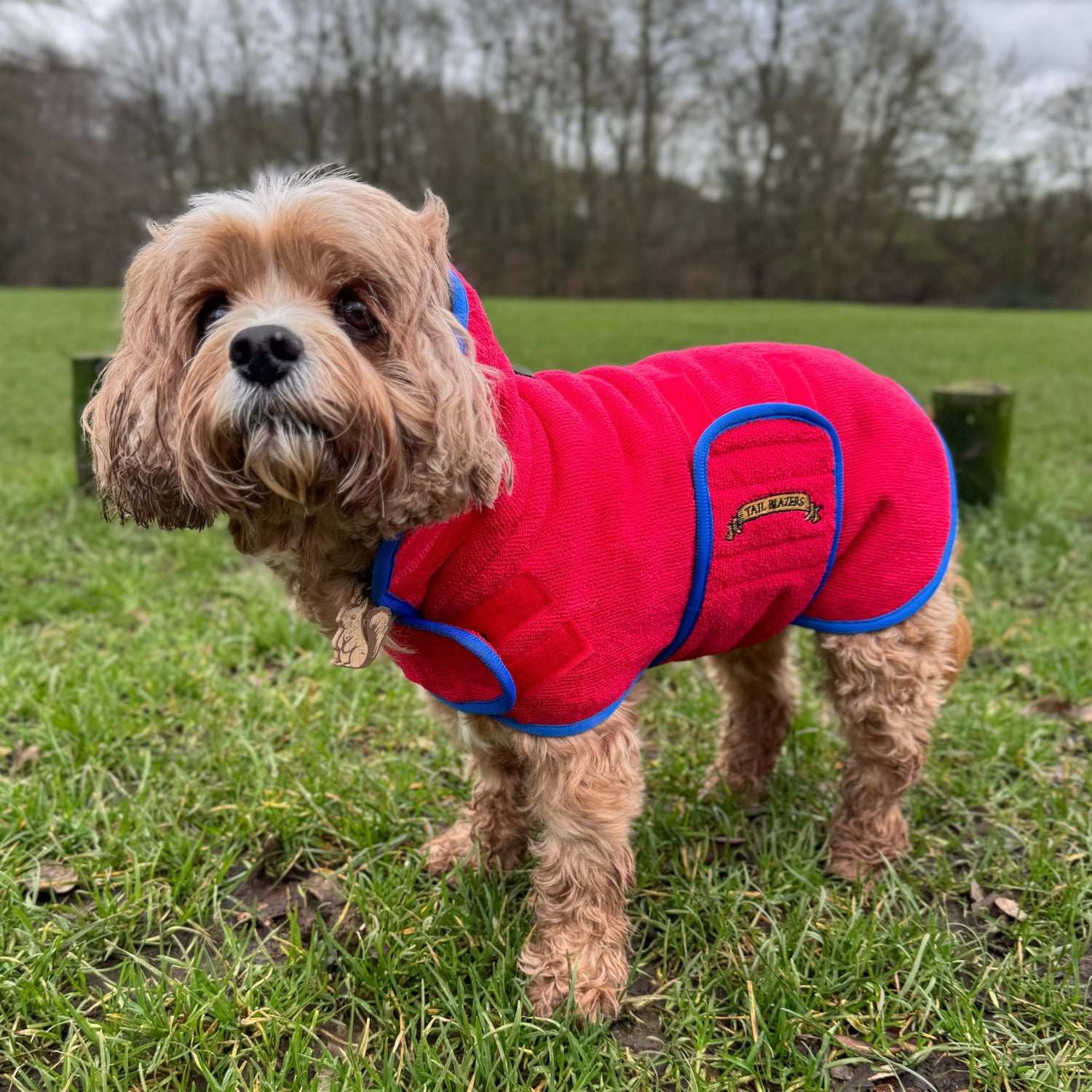 Red dog drying coat on cavapoo