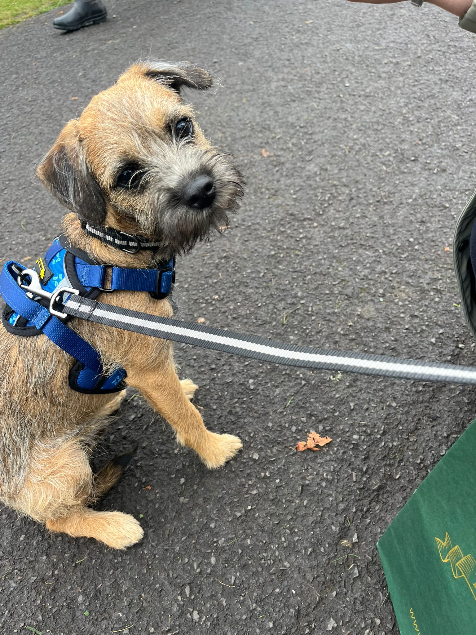 Dog on a leash with a blue harness standing on a pavement