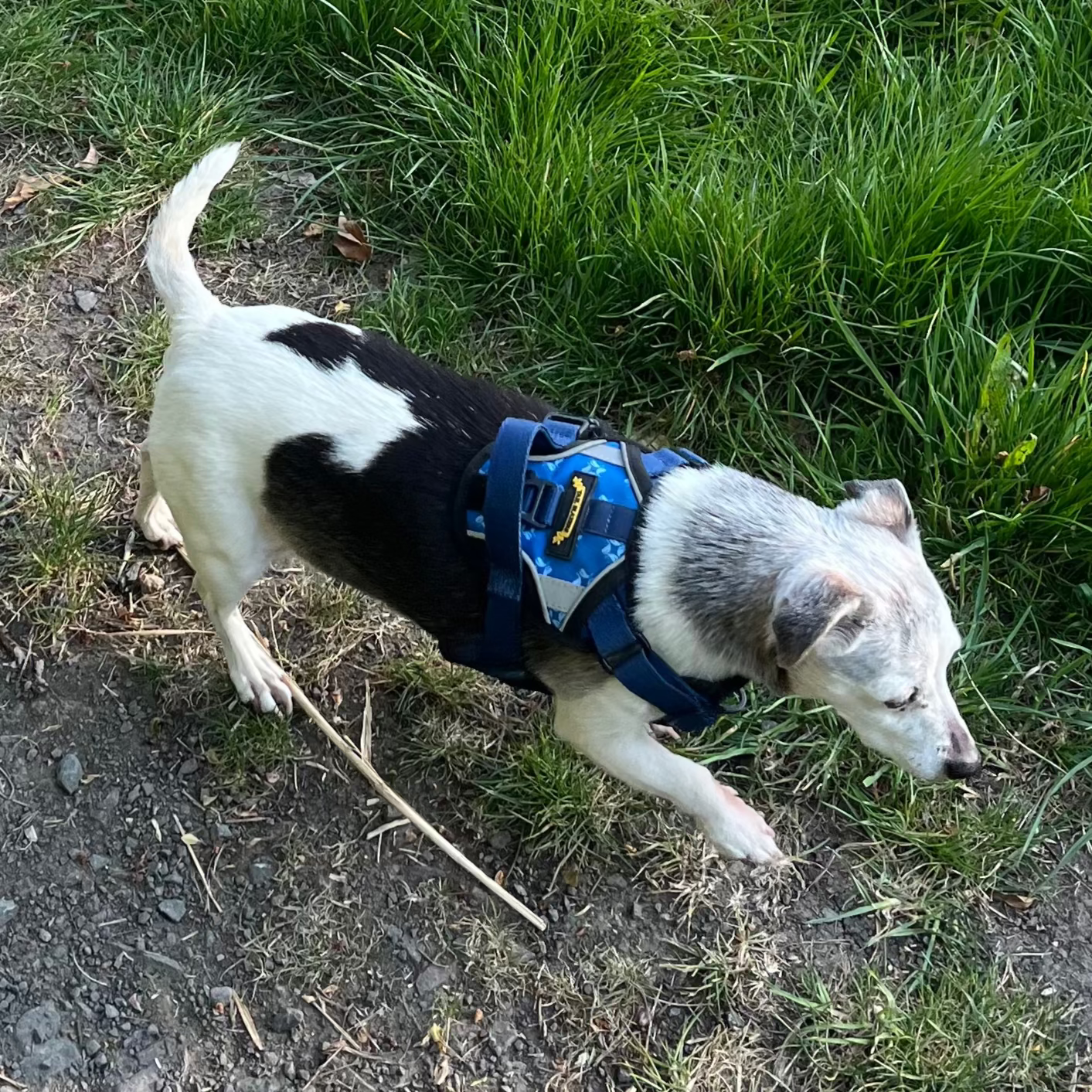 puppy harness small dog harness with handle no pull