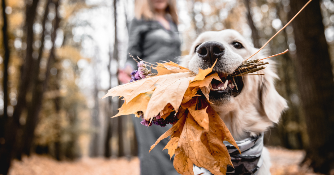 Toxic Autumn Hazards for Dogs: Conkers, Acorns & Fungi