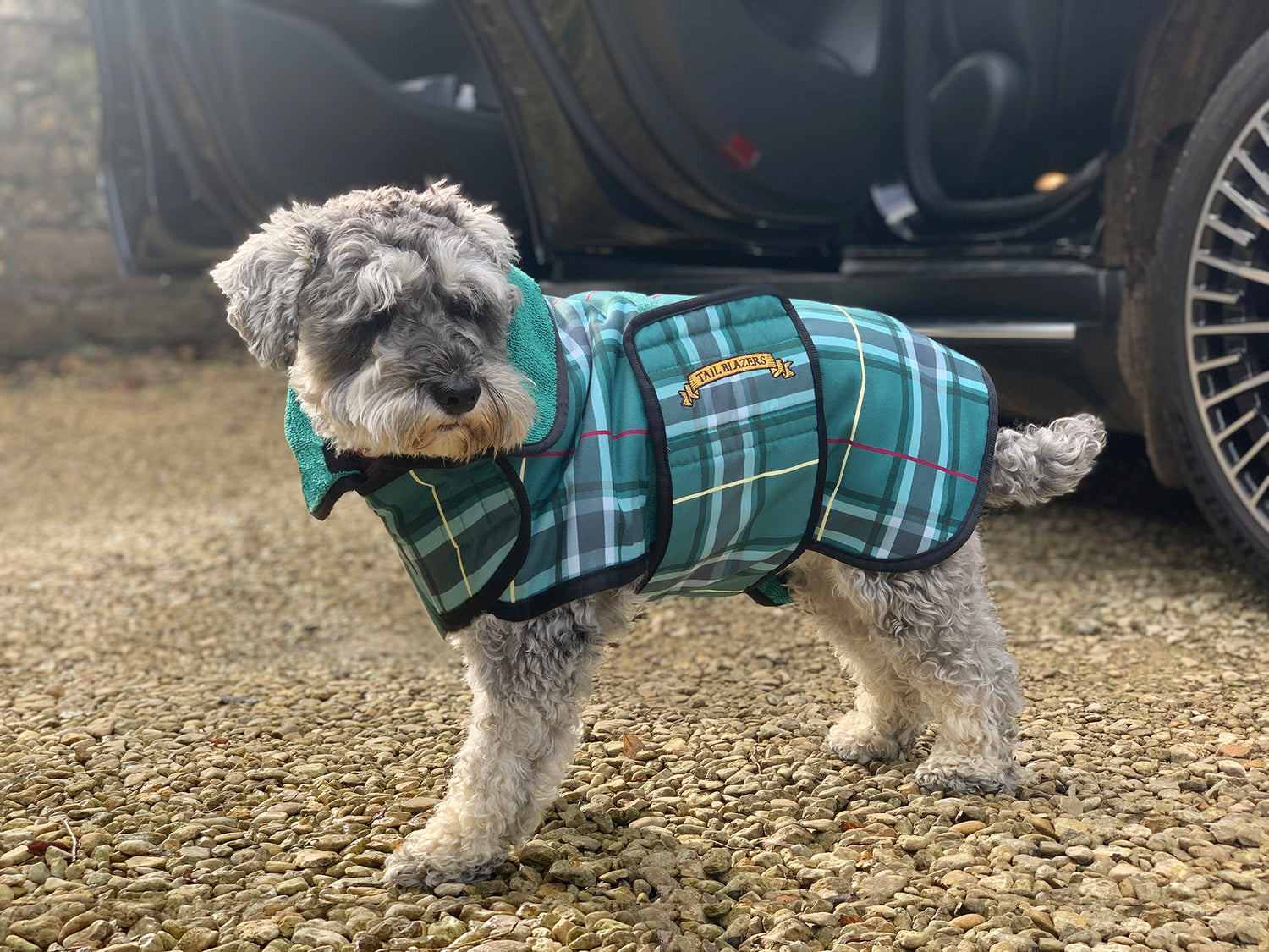 WHAT TO LOOK FOR WHEN BUYING A DOG COAT