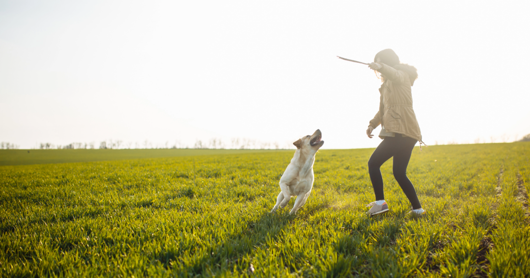 Beyond the Leash: 7 Tips for Better Spring "Sniffaris" & Adventures