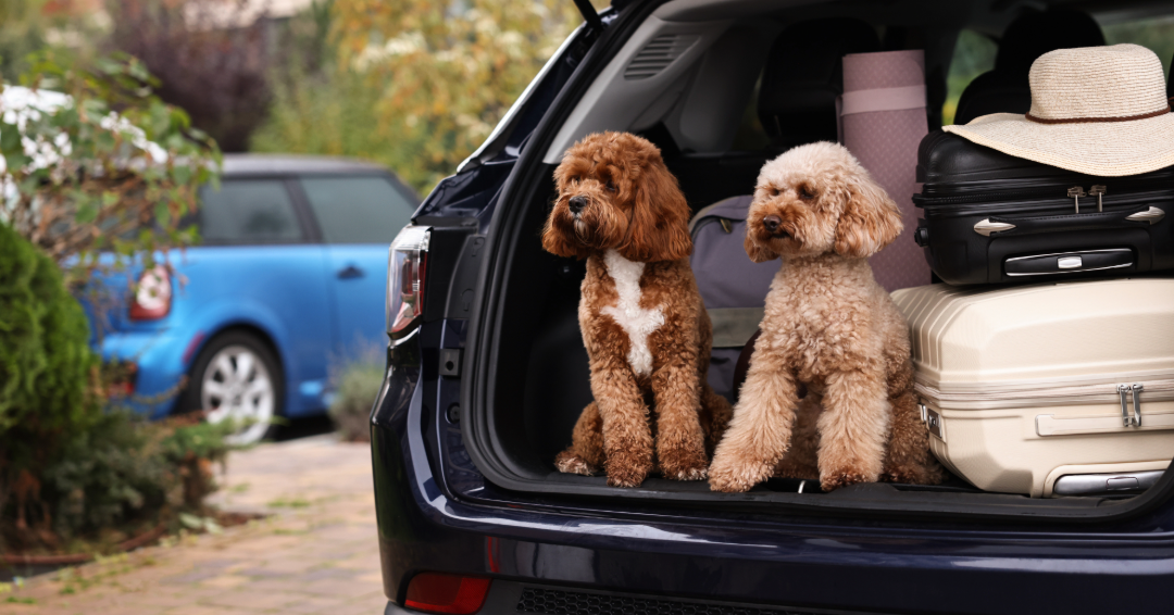 Dog Travel Essentials List: Everything You Need for a Pet-Friendly Holiday