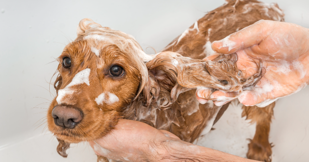 Summer Dog Grooming Tips: Reduce Shedding and Keep Skin Healthy