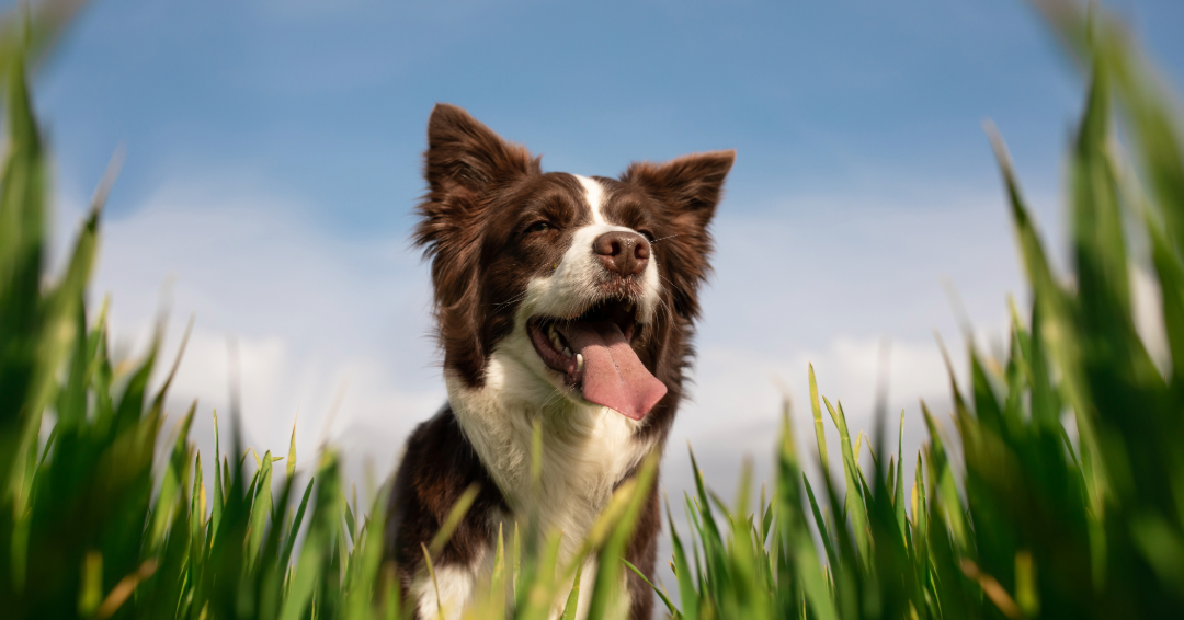 Green Gear for Dogs: Eco-Friendly Essentials to Keep Your Pup Cool This Summer