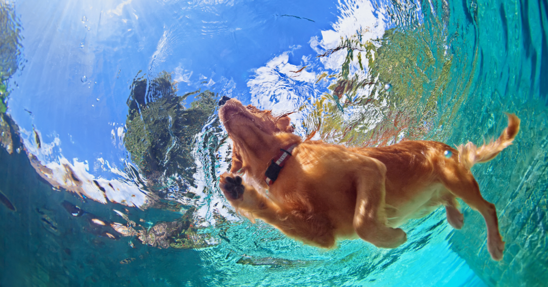 Tips on Dog Grooming After Swimming
