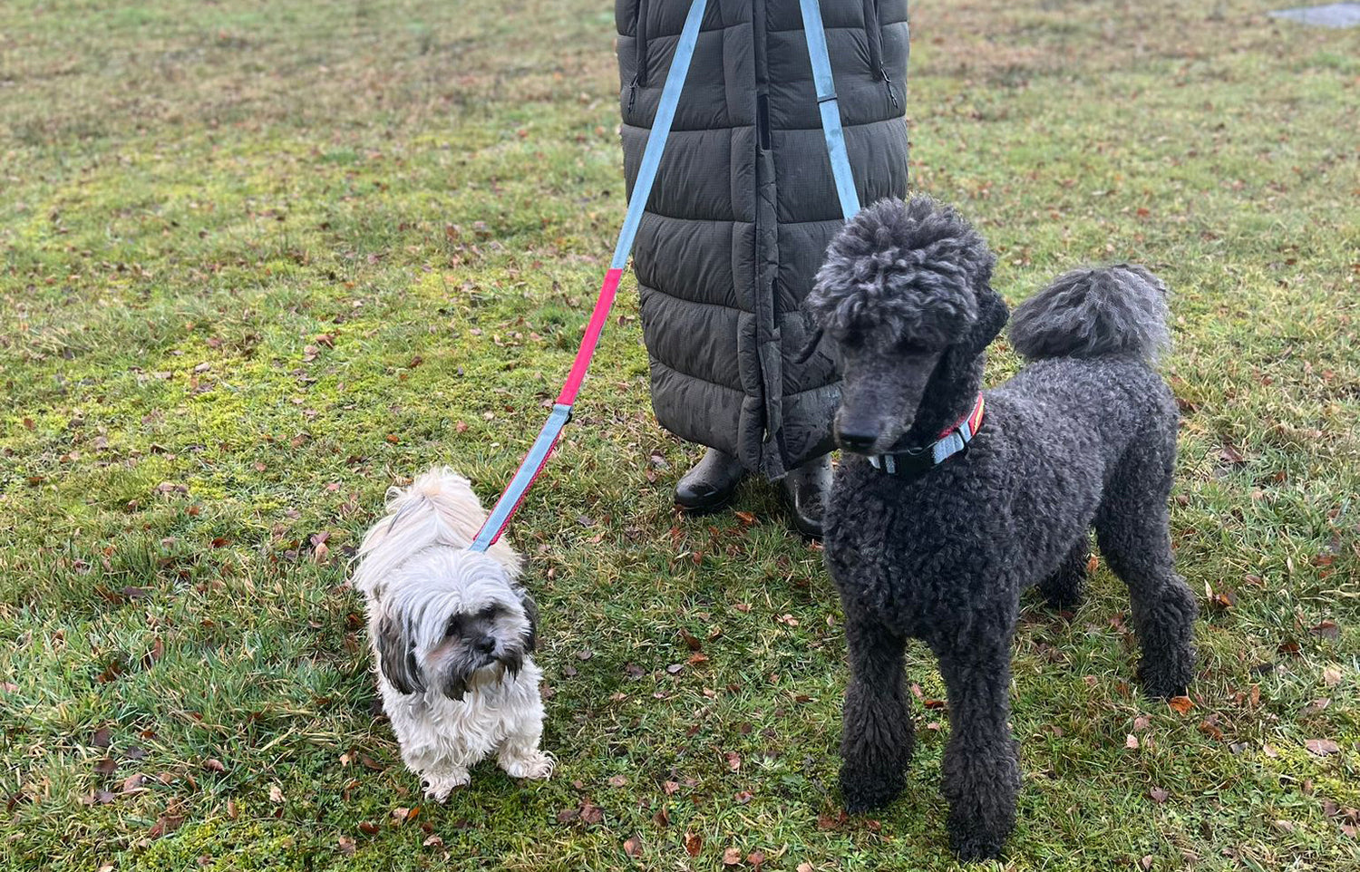 Paw-fect Leashes: A Guide to Choosing the Best Dog Lead for Daily Walks