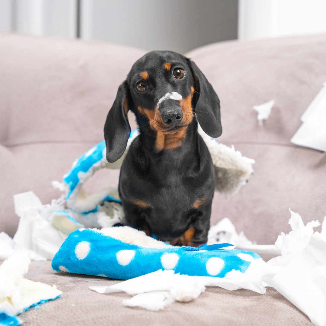 The Psychology of Dogs: Understanding Canine Emotions and Behaviour