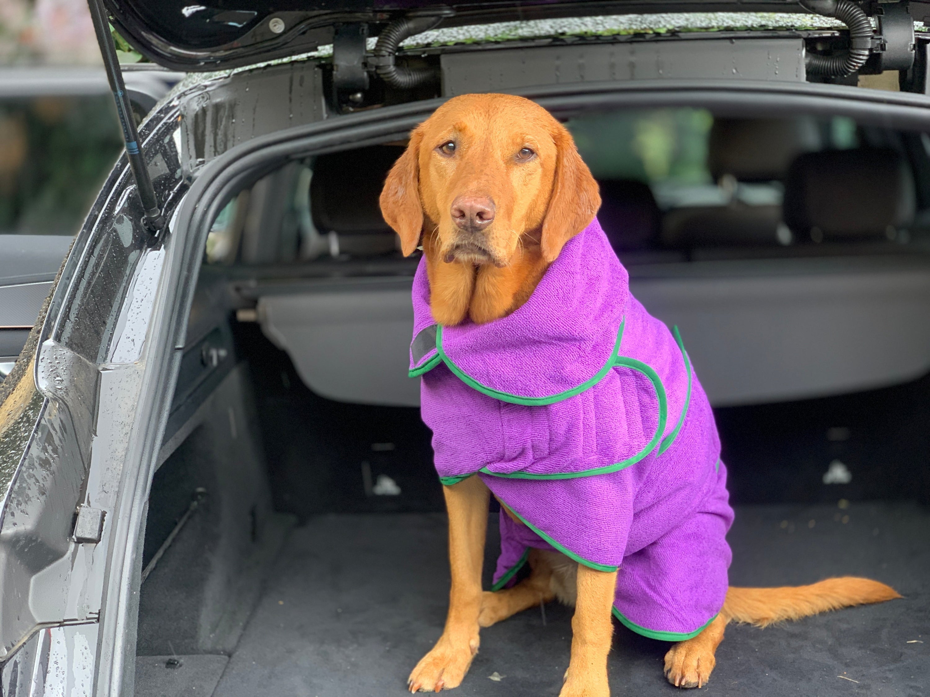 Dog Fashion And Seasonal Gear