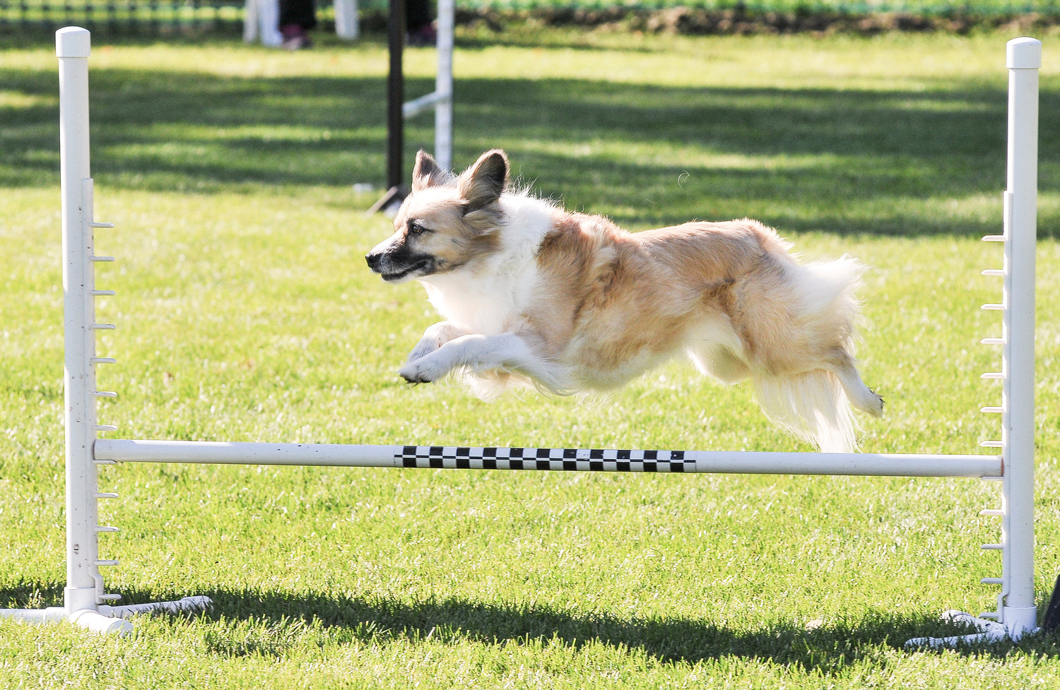 EASY DOG TRICKS FOR BEGINNERS