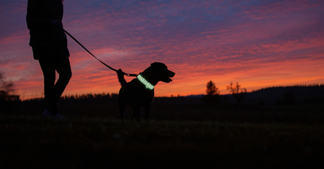 The Night Walk Safety Checklist: Keeping Your Dog Visible & Secure in the Dark
