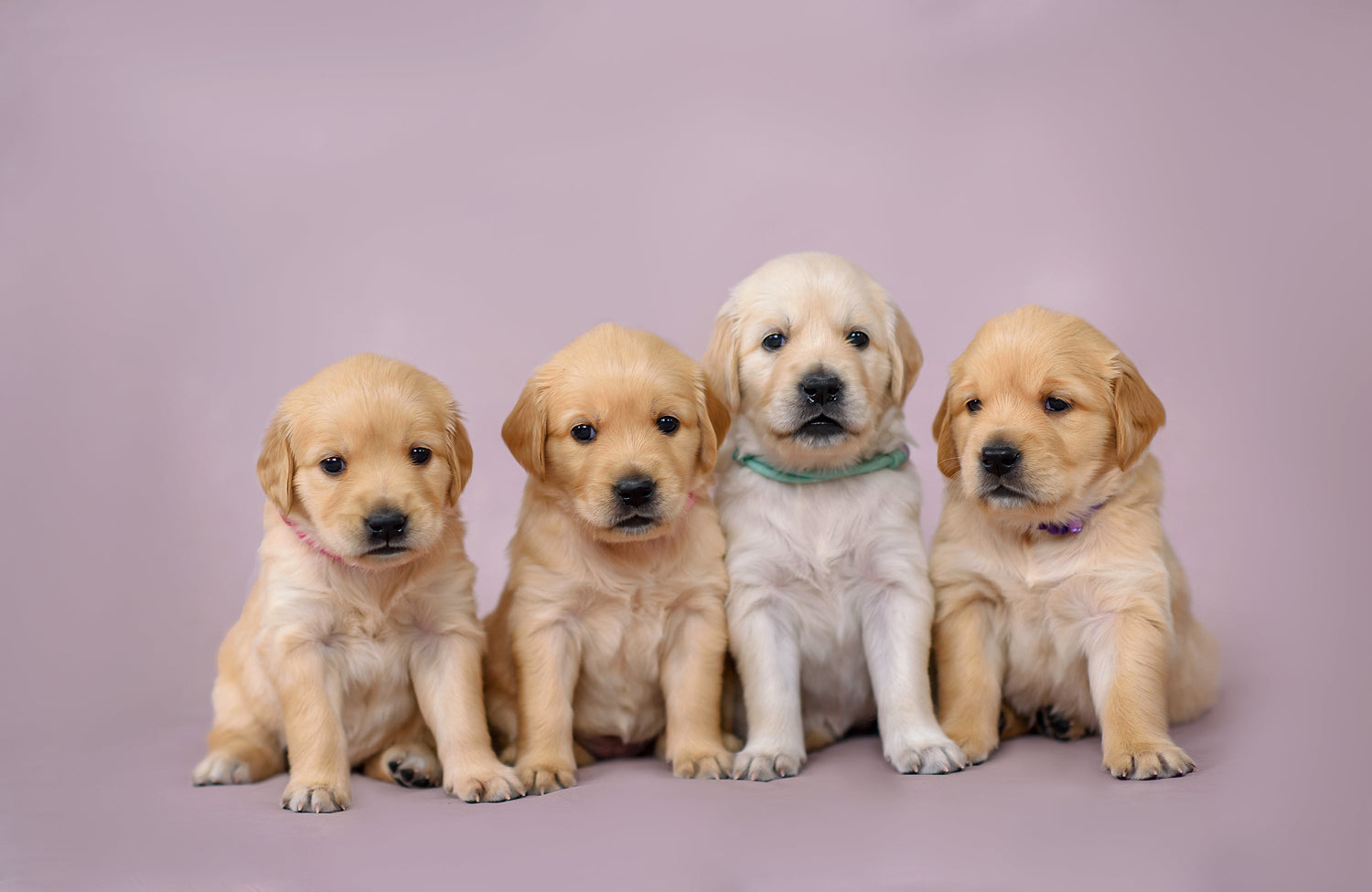 Trending Dog Names and Breed Popularity