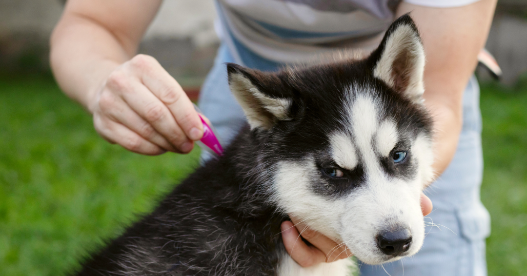 Spring Cleaning & Easter Treats: Keeping Your Pup Safe
