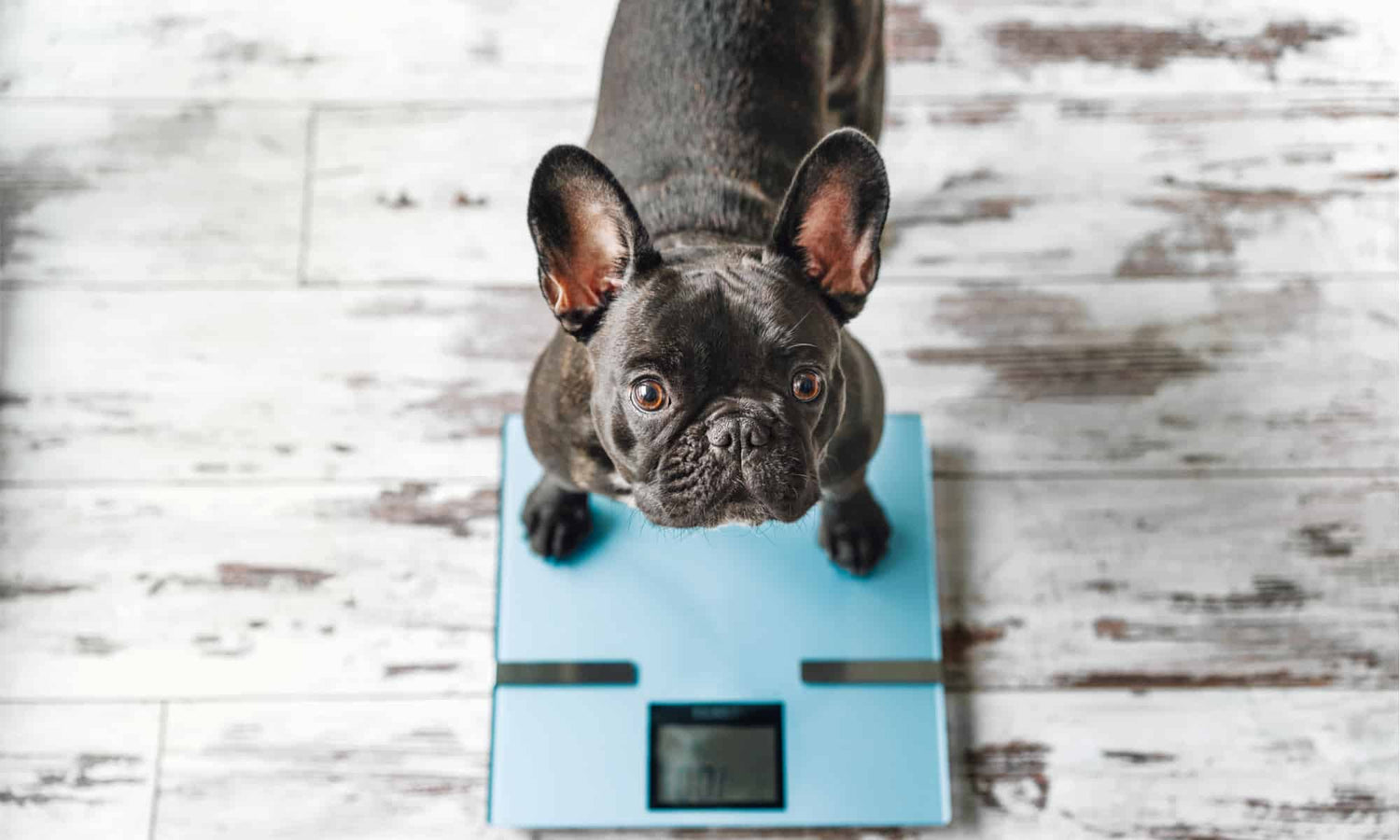 DOG WEIGHT AND OBESITY