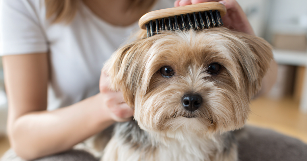 The Autumn Coat Switch: Seasonal Shedding, Flea Surges & Paw Care