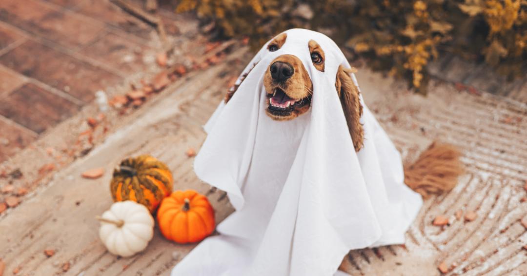 Happy Halloween for Dogs: Treats, Costumes & Doorbell Distractions
