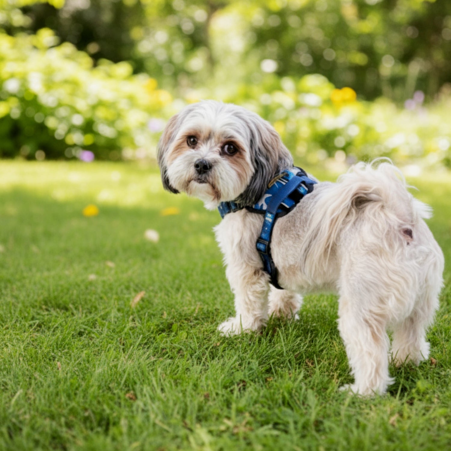 How to Choose the Right Harness for Your Dog