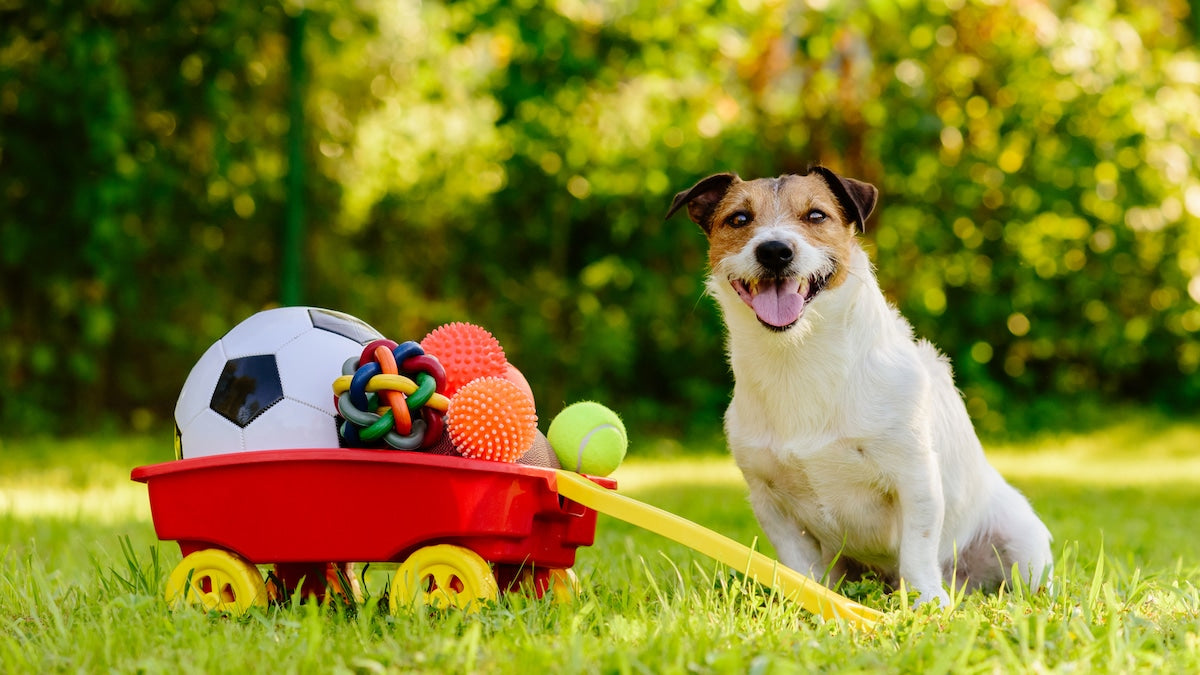 HOW TO SAFELY CLEAN DOG TOYS