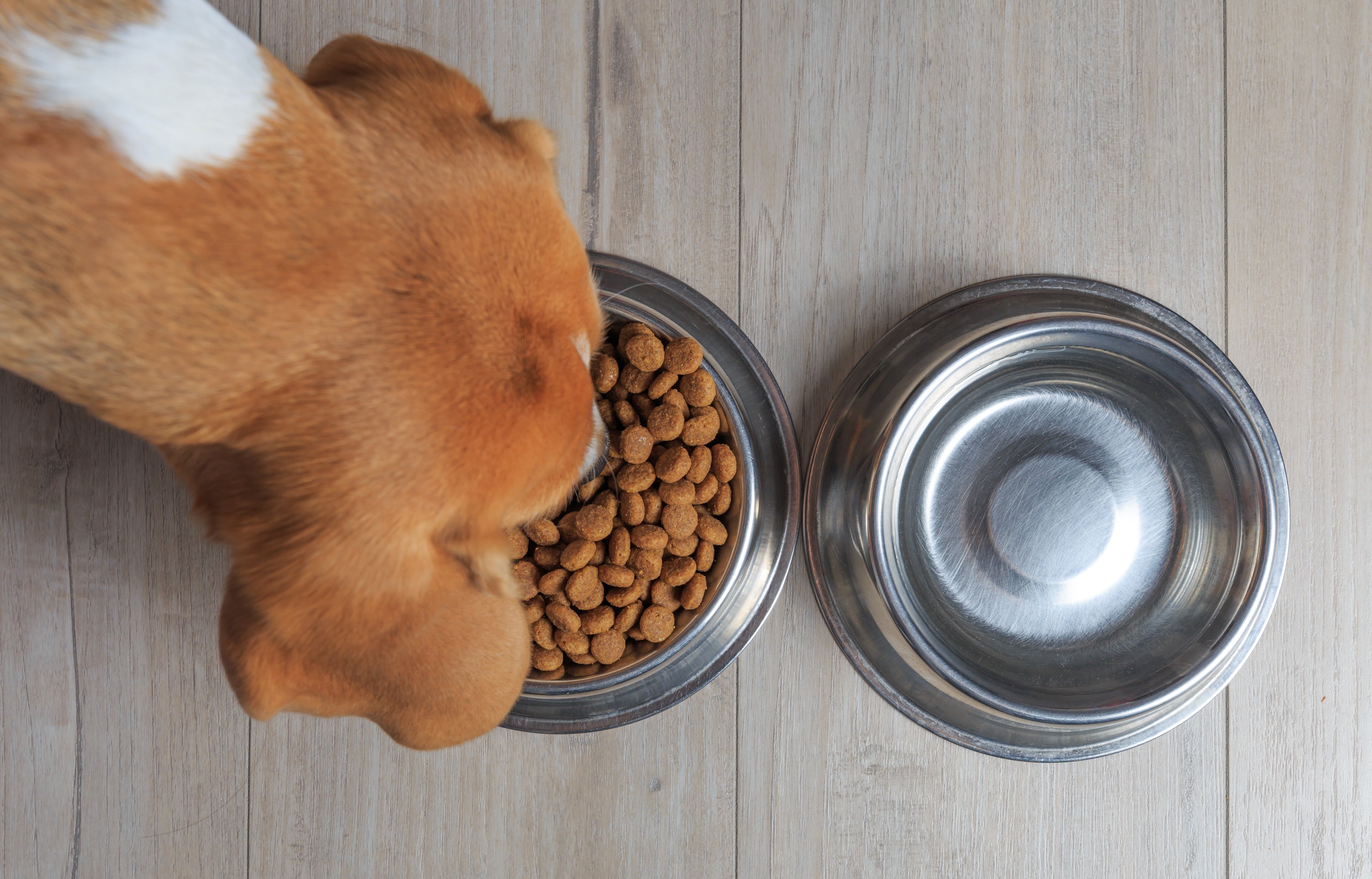 6 DOG FOOD INGREDIENTS I SHOULD I AVOID?