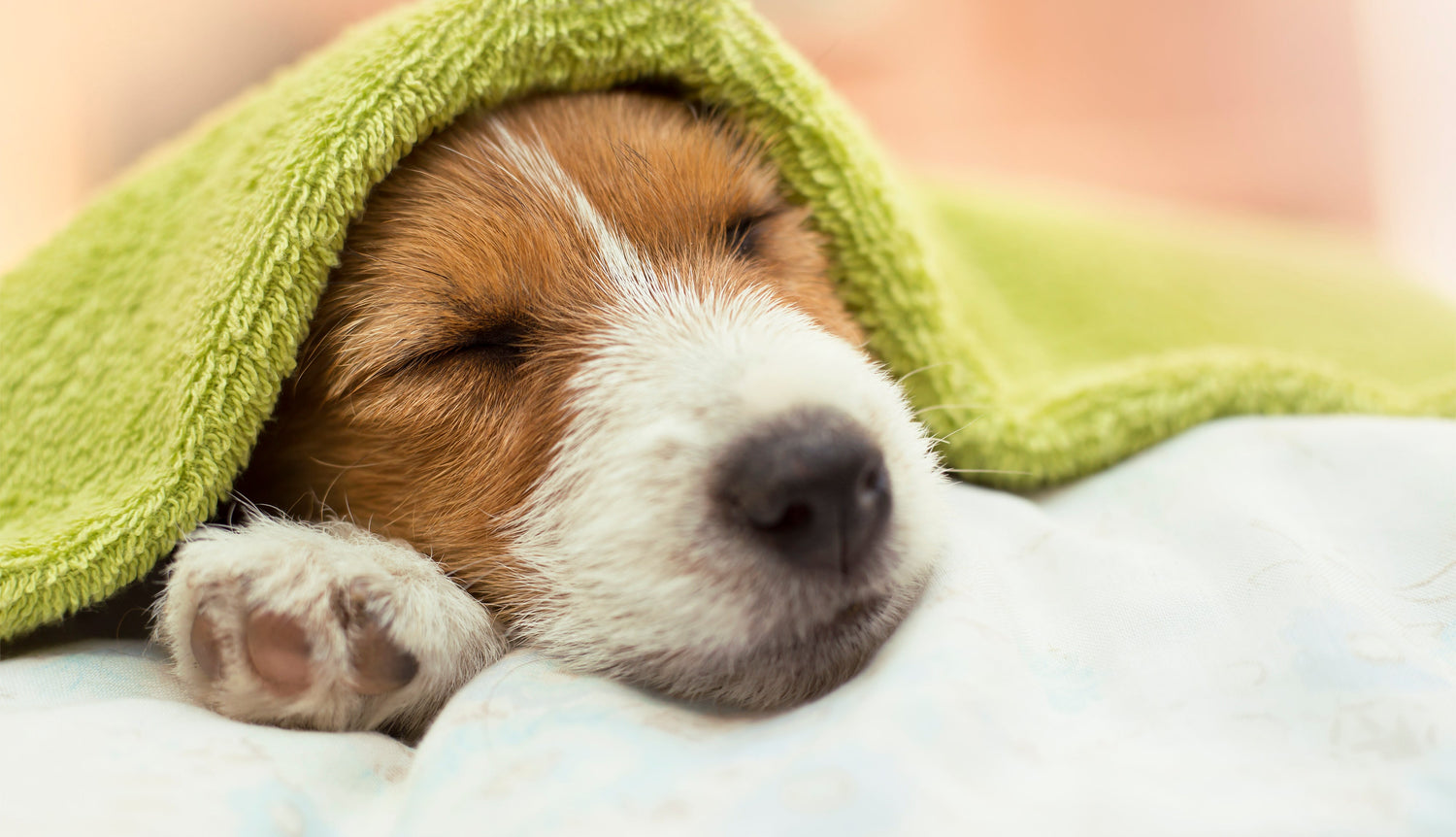 MYTH: A COLD AND WET NOSE MEANS A DOG IS HEALTHY