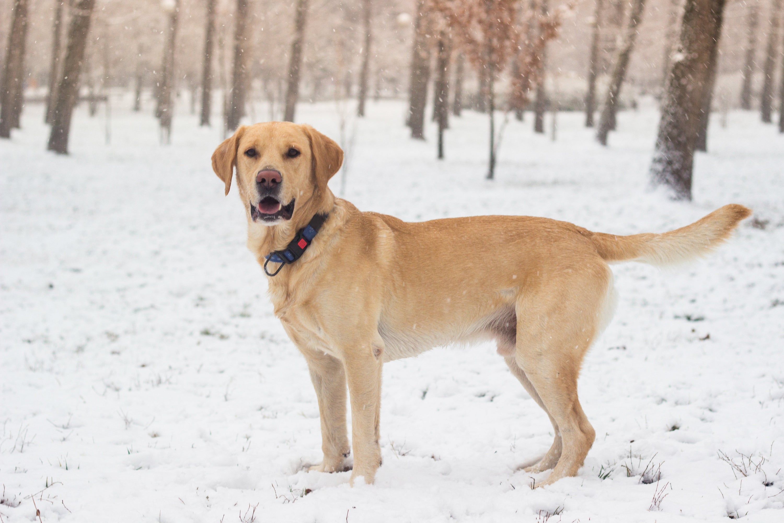 Maximize Your Dog's Winter Fun with These Tips