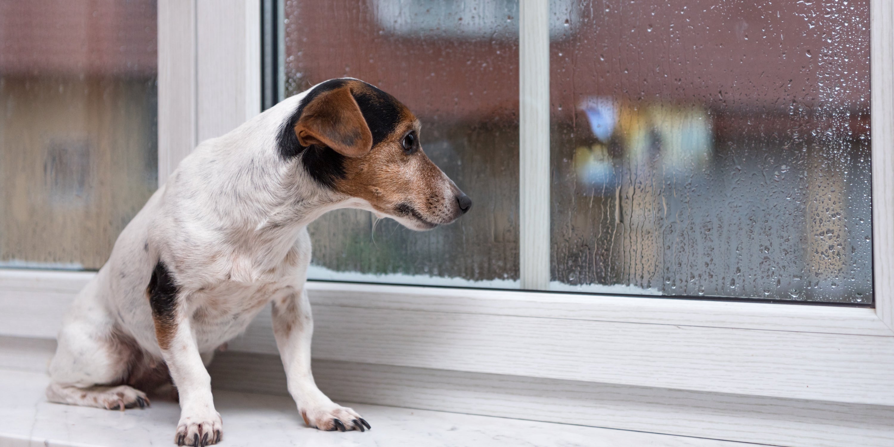 How to Train a Puppy: Step-by-Step Guide for New Dog Owners