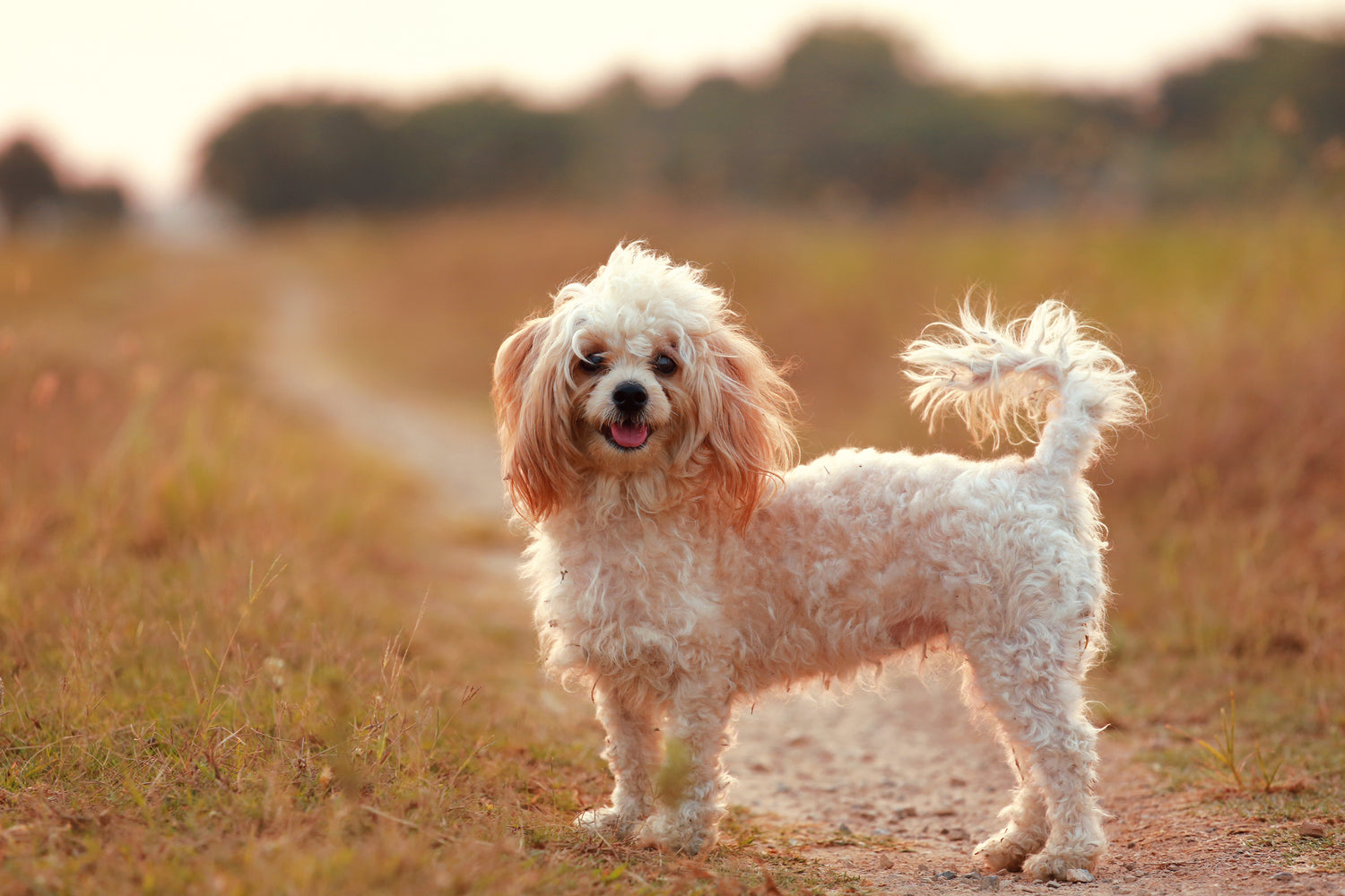 MYTH: A WAGGING DOG IS A FRIENDLY DOG