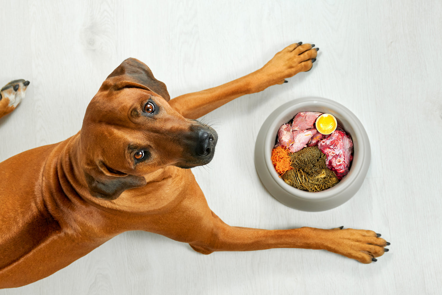 TOP 5 DOG FOOD INGREDIENTS YOU SHOULD LOOK FOR YOUR DOGS