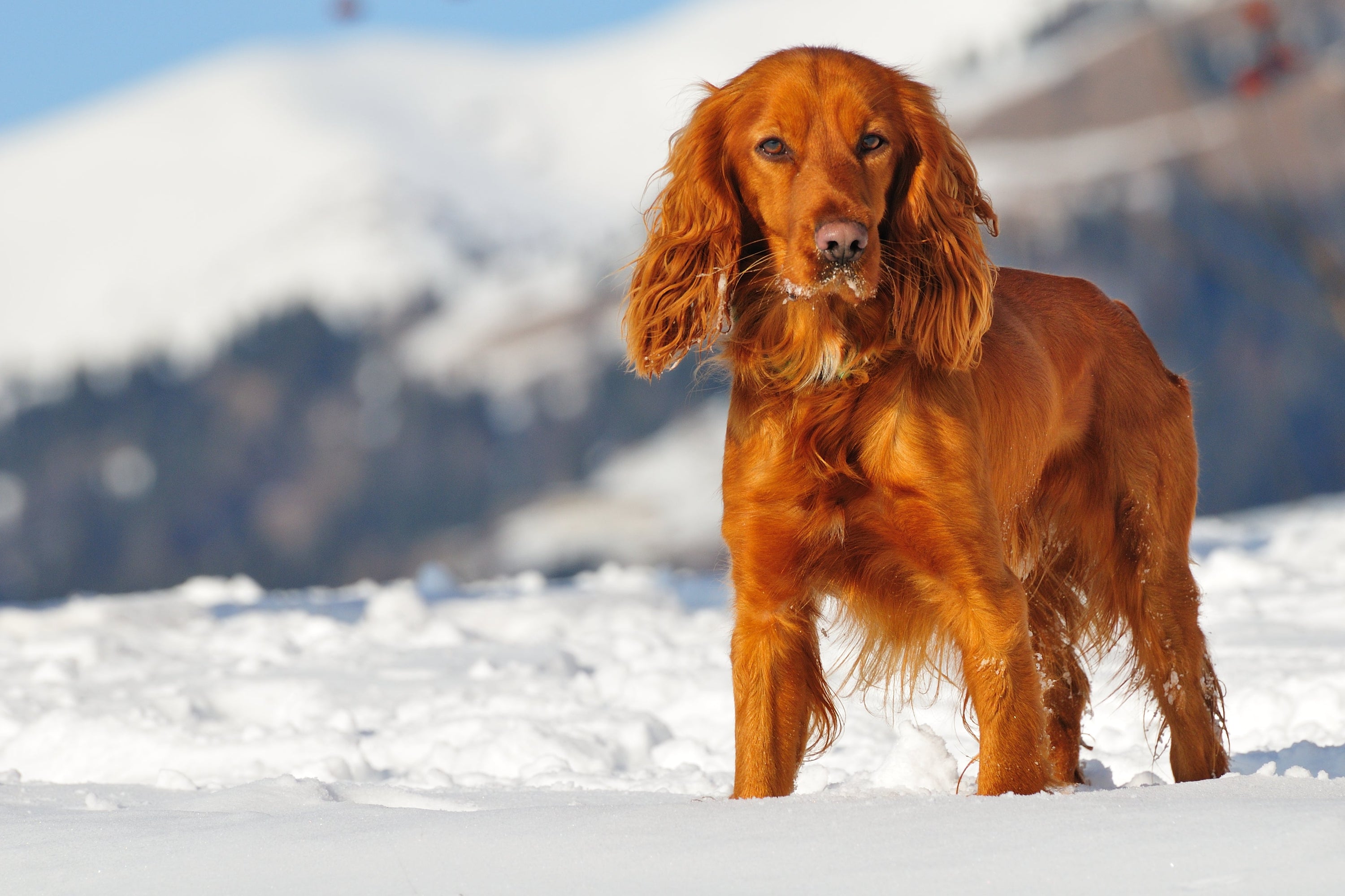 Winter Wellness: Keeping Your Dog Healthy and Happy