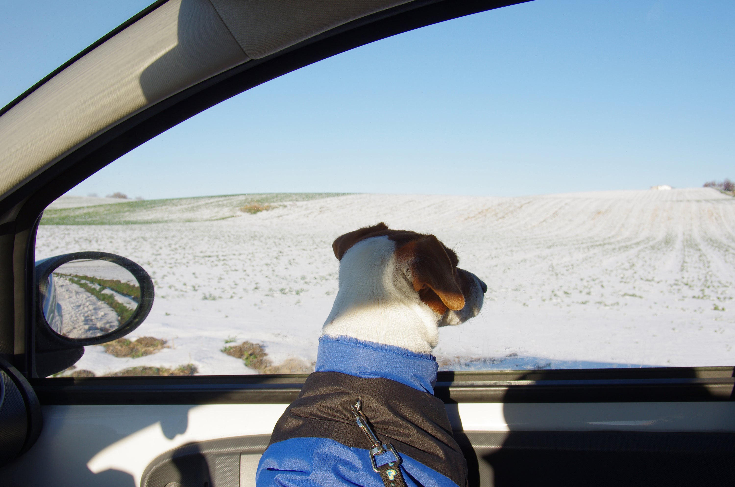 10 BEST TIPS FOR TRAVELLING WITH DOGS