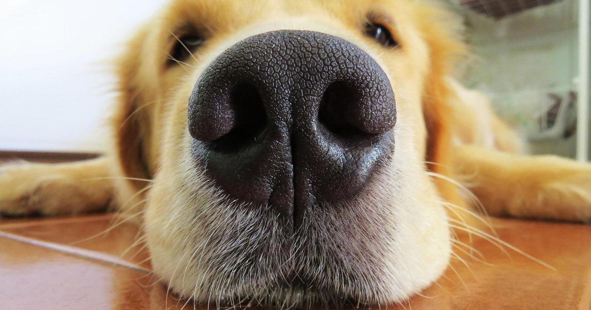 MYTH: A COLD AND WET NOSE MEANS A DOG IS HEALTHY