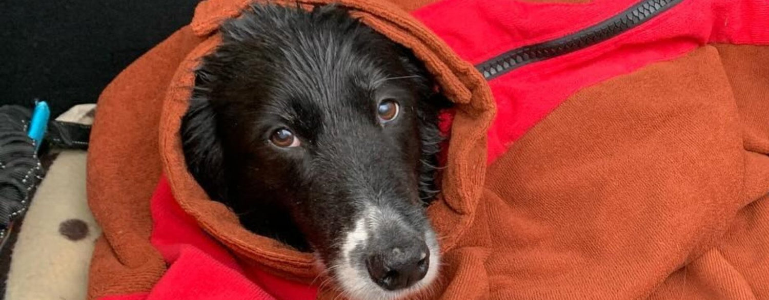 Dog Drying Coats &amp; Towels