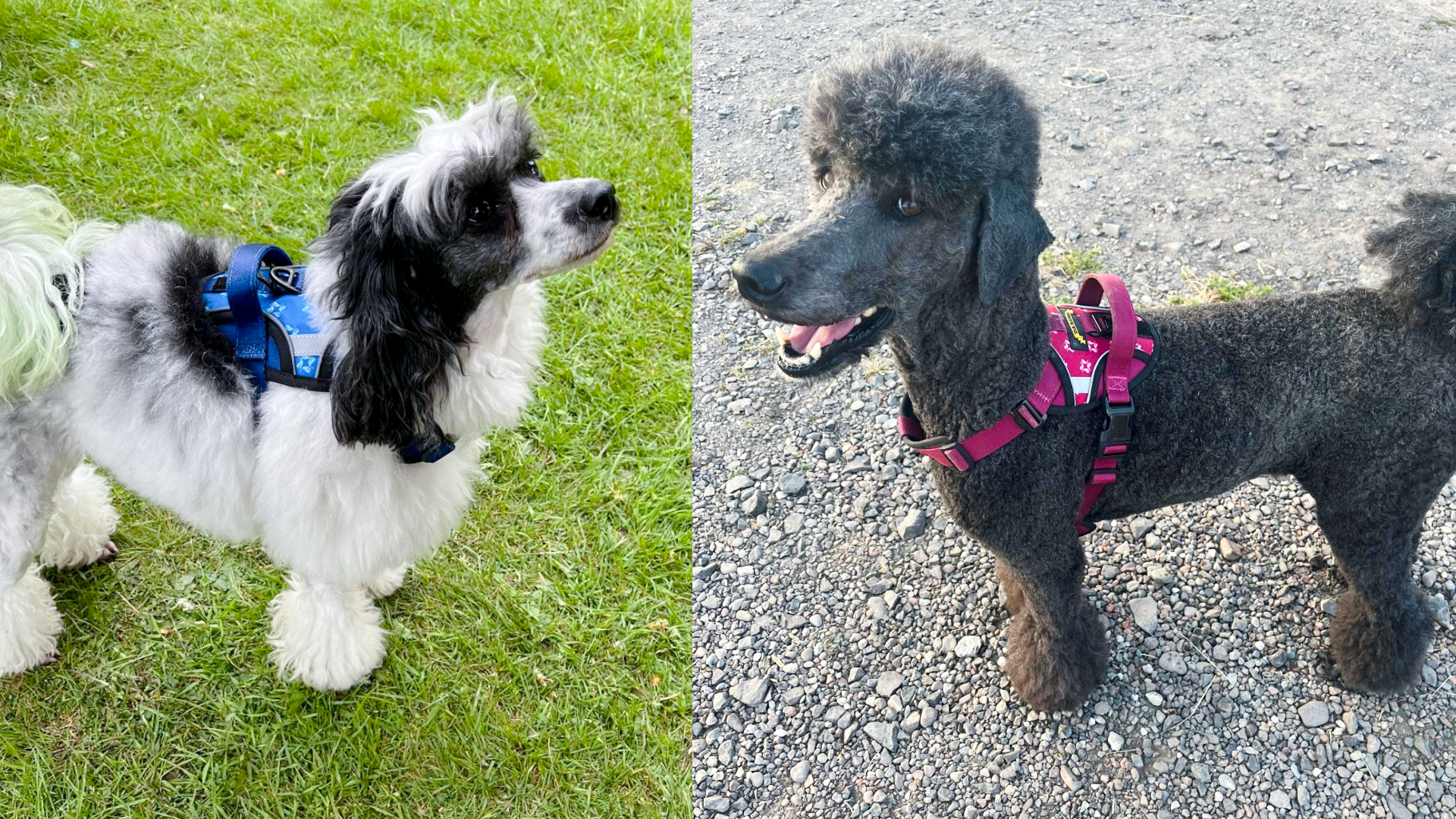 Dog Harnesses