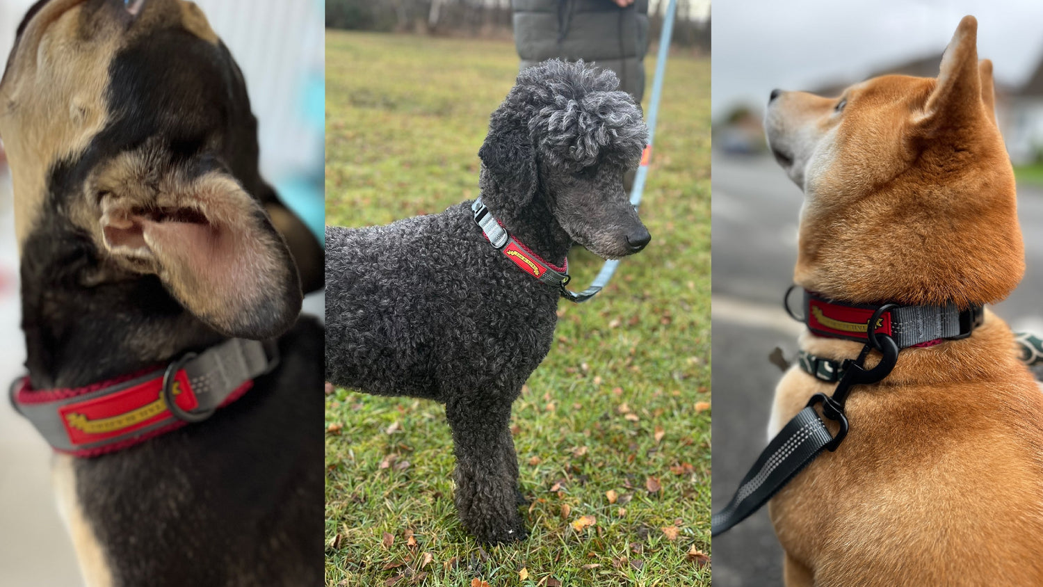 Dog Collars &amp; Leads