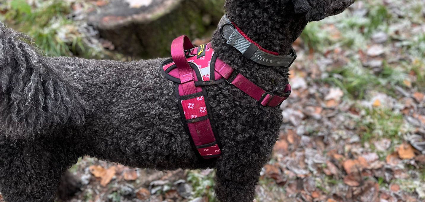 Dog Collar, Lead & Harness