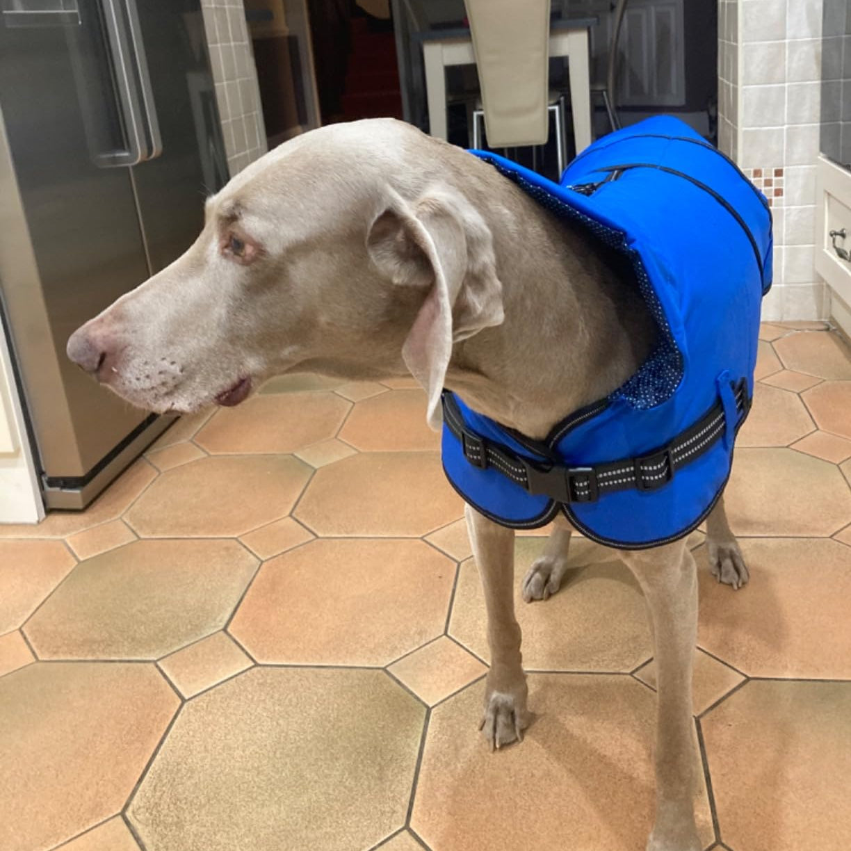 A Weimaraner dog is wearing a blue dog jacket standing in the kitchen of a house