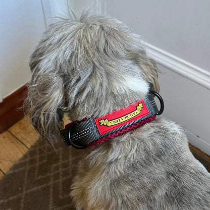 Close up image of a medium sized dog with the padded dog collar in house