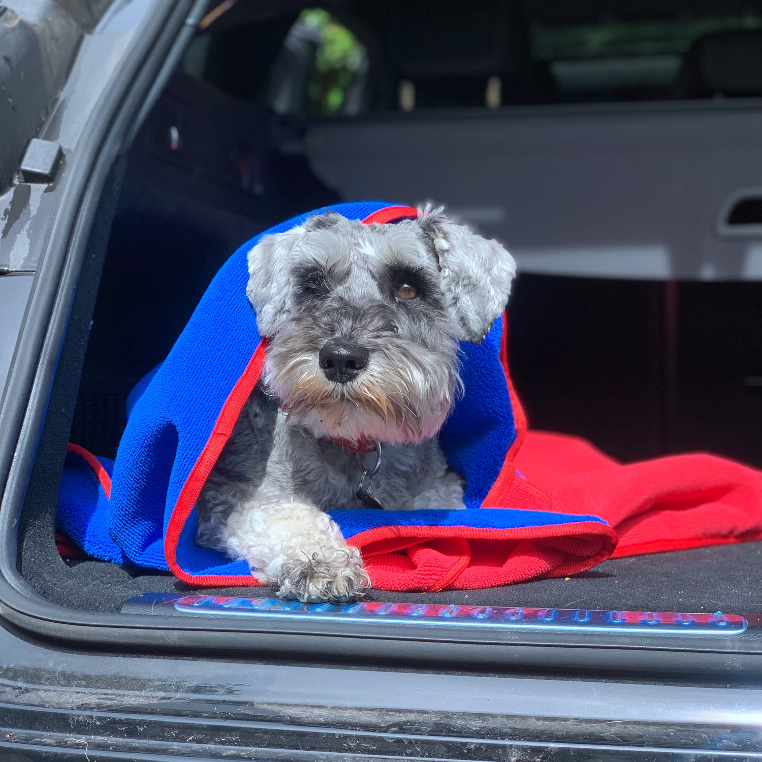 Dog drying towel blue1